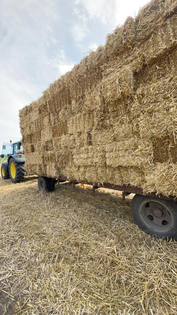 Stro van Tienen beschikbaar voor biedingen