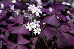 Oxalis, Ophalen