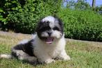 Shih Tzu puppy, wit-zwart, reu, eigen kweek, België, CDV (hondenziekte), 8 tot 15 weken, Eén hond