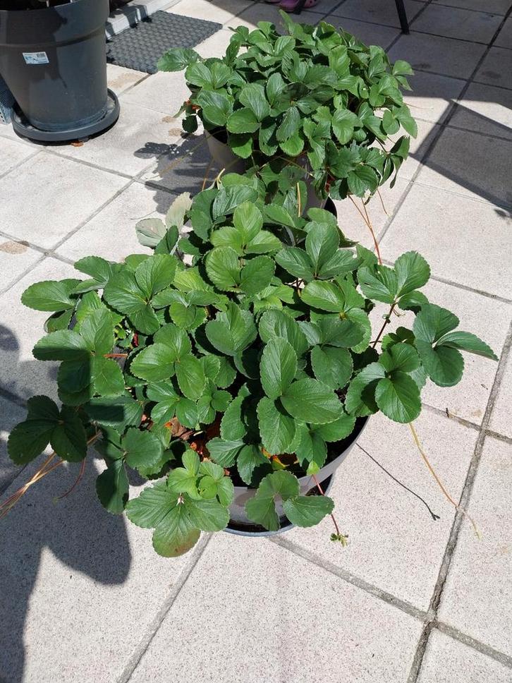 2 potten aardbeien planten, mei-juni.Winterhard., Tuin en Terras, Planten | Tuinplanten, Ophalen