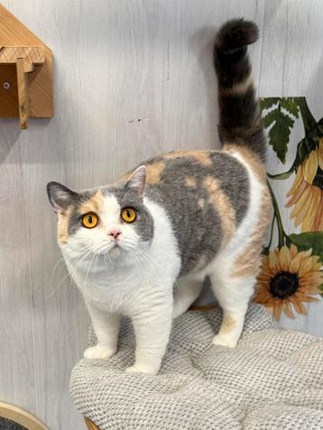 super lieve poes beschikbaar voor biedingen