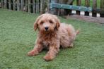 Prachtige abrikoze Mini/Medium Labradoodle pups met stamboom, Dieren en Toebehoren, Parvo, België, Overige rassen, 8 tot 15 weken
