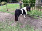 Super mooi zwartbont  mini merrietje, Dieren en Toebehoren, Pony's, Merrie