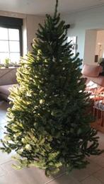 Kerstboom Triumph Tree H 200 CM  152 CM, Diversen, Kerst, Ophalen, Zo goed als nieuw