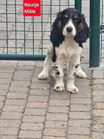 engelse cocker pups, Dieren en Toebehoren, Honden | Retrievers, Spaniëls en Waterhonden, België, 15 weken tot 1 jaar, CDV (hondenziekte)