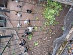 Cochin en wyandot kriel, Dieren en Toebehoren, Vogels | Duiven