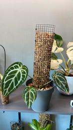 Anthurium crystalinum x besseae, Ophalen of Verzenden