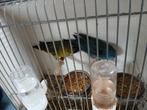 Catarina  parkieten, Dieren en Toebehoren, Vogels | Parkieten en Papegaaien
