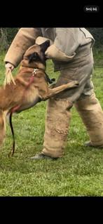 Mechelse herder reu afgerichte nvbk C 3 politiehond & bewaki, België, Fokker | Hobbymatig, Reu, CDV (hondenziekte)