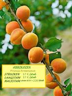 ABRIKOZENBOMEN: LAAGSTAM 17€/stuk, HALFSTAM 22€/stuk, Volle zon, Vaste plant, Ophalen of Verzenden, Fruitplanten