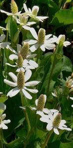 Anemopsis californica, Ophalen