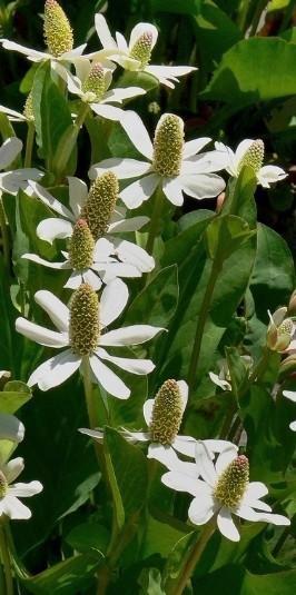 Anemopsis californica beschikbaar voor biedingen