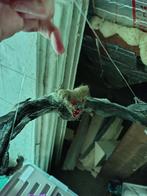 enge grote vleermuis als deco halloween, Hobby en Vrije tijd, Ophalen of Verzenden, Nieuw, Versiering