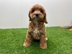 Cockapoo pups (F1), Dieren en Toebehoren, België, 8 tot 15 weken, Parvo, Meerdere