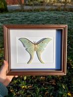 Actias Selene in houten kader, Verzamelen, Dierenverzamelingen, Ophalen of Verzenden, Nieuw, Insect, Opgezet dier