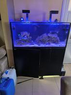 zeeaquarium losse verkoop, Ophalen of Verzenden, Gebruikt, Gevuld zeewateraquarium