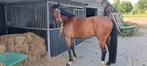 Zangersheide ruin, Dieren en Toebehoren, Paarden, Springpaard, Gechipt, Ruin, 170 tot 175 cm
