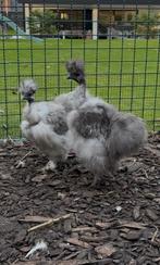 USA showgirl zijdehoen hennen, Dieren en Toebehoren, Pluimvee, Vrouwelijk, Kip