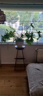 Planten standaard in hout, Ophalen, Hout