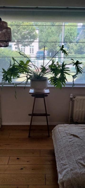 Planten standaard in hout beschikbaar voor biedingen