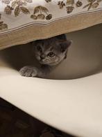 Britse korthaar kittens, Dieren en Toebehoren, Katten en Kittens | Raskatten | Korthaar, Meerdere dieren, Ontwormd, 0 tot 2 jaar