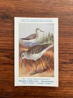 Vogels der Belgische Fauna Nr. 290 groenpootruiter, Verzamelen, Ophalen of Verzenden, Ongelopen, Vogel