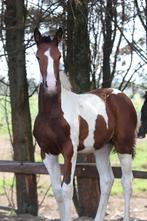 Prachtige kwalitatieve veulens, Dieren en Toebehoren, Paarden, Springpaard, Gechipt, Niet van toepassing, 0 tot 2 jaar