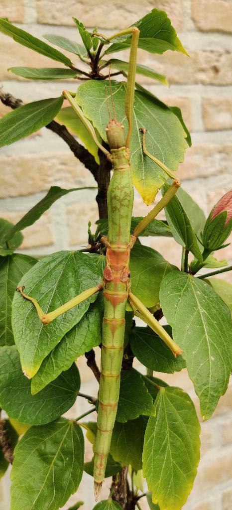 Wandelende takken - Phasmotaenia Lanyuhensis "Lanyuh", Dieren en Toebehoren, Insecten en Spinnen, Wandelende tak