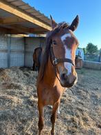 Pony, Ruin, D pony (1.37m tot 1.48m), Gechipt