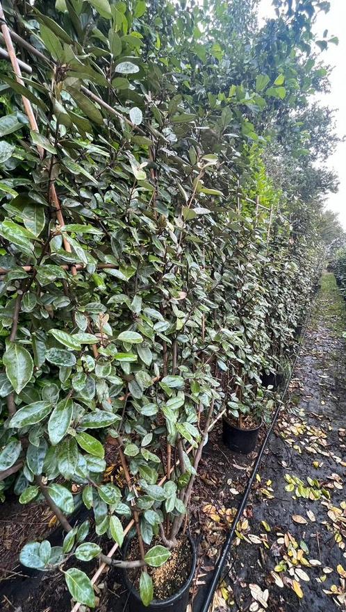 Elaeagnus ebbingei Olijfwilg lage lei , verschillende maten, Tuin en Terras, Planten | Struiken en Hagen, Haag, Ophalen of Verzenden