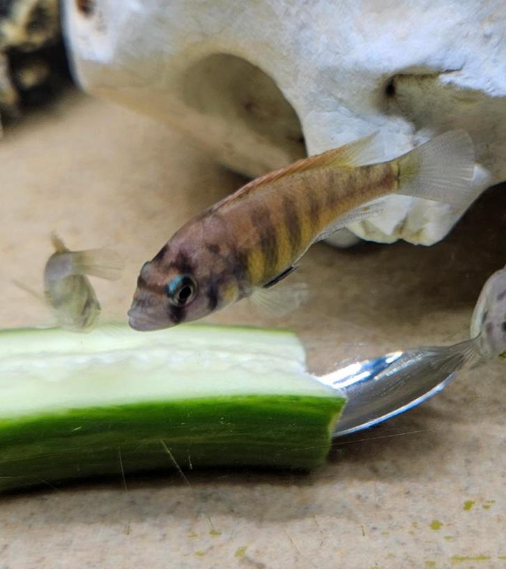 Cichlidé Pundamilia Neyererei Victoria, Animaux & Accessoires, Poissons | Poissons d'aquarium, Poisson d'eau douce, Poisson