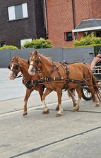 Dubelspan ponys, Dieren en Toebehoren