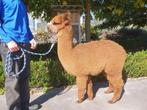 alpaca hengstje Ziggy geboren juni 2024, Mannelijk