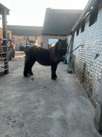 Shetlander hengst te koop, Dieren en Toebehoren, Hengst