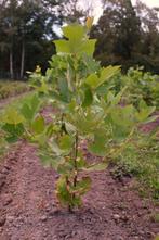 Liriodendron tulipifera/ Amerikaanse tulpenboom, 100 à 250 cm, Plein soleil, Enlèvement, Printemps