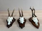 3 vintage schedel ree en gewei, Ophalen of Verzenden, Zo goed als nieuw, Schedel