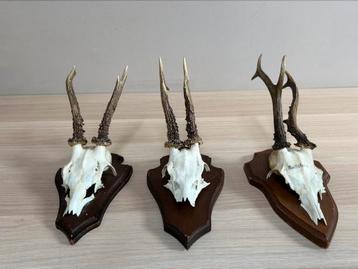 3 vintage schedel ree en gewei beschikbaar voor biedingen