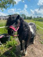 Leuke beleerde shetlander merrie te koop!, Merrie, Zadelmak, A pony (tot 1.17m), Gechipt