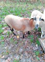 Barbados blackbelly te koop, Dieren en Toebehoren