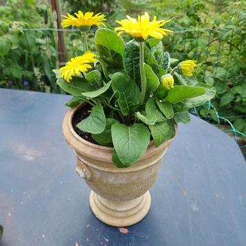 Zeer mooie bloeiende terrassplant Gerbera van eigen kweek  beschikbaar voor biedingen