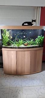 Aquarium meubel met vissen en toebehoren, Gebruikt, Ophalen, Gevuld zoetwateraquarium