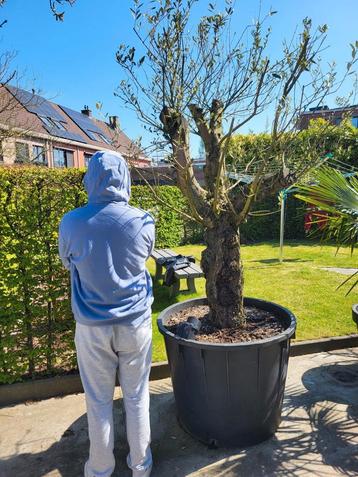 Grote olijfboom in een zeer grote pot beschikbaar voor biedingen