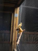 Prachtige kanarie koppels+eten en eventueel kooi, Dieren en Toebehoren, Vogels | Kanaries