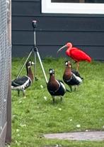 Gezocht roodhals roodhalzen, Vrouwelijk, Gans of Zwaan