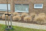 Gratis Lampenpoengras + Annabelle, Ophalen, Vaste plant, Siergrassen, Halfschaduw