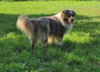 Mini american shepherd reu, Animaux & Accessoires, Chiens | Bergers & Bouviers, 3 à 5 ans, Chien (mâle), Parvovirose, Plusieurs