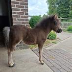 schetland veulen, Dieren en Toebehoren, Pony's, Niet van toepassing, 0 tot 2 jaar, Hengst, A pony (tot 1.17m)