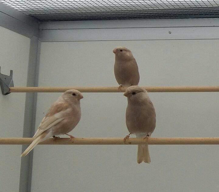 Noordse Goudvink pop 2021, Animaux & Accessoires, Oiseaux | Oiseaux Autre, Oiseau chanteur sauvage, Femelle, Bagué