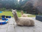 Alpaca Hengst, Dieren en Toebehoren, Overige Dieren, Mannelijk