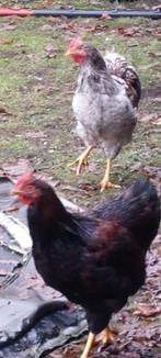 2 Barnevelder hanen +/- 6 mnd oud, Dieren en Toebehoren, Pluimvee, Mannelijk, Kip